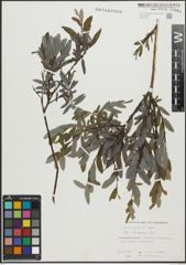 Foto von Salix repens subsp. incubacea (L.) A. Neumann